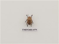 藏品(大黃葉蚤)的圖片